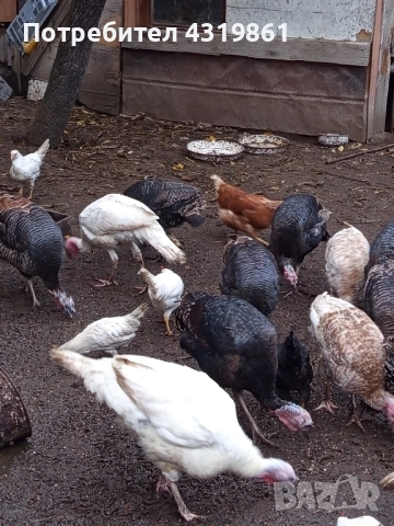 Птици за продан, снимка 4 - За птици - 52336276