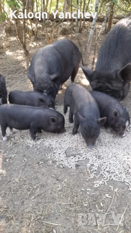 Виетнамски Прасенца