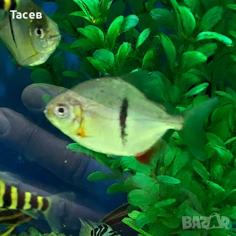 Милеус шомбургки 4см