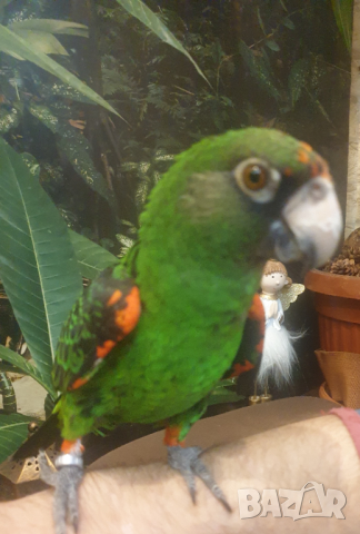 Продавам Жардина (Конгоански папагал), снимка 3 - Папагали - 44779416