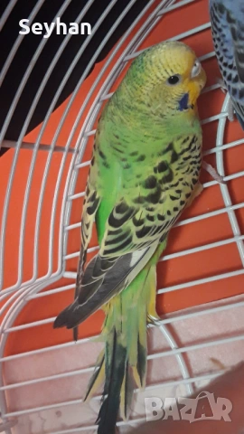 Папагали вълнисти