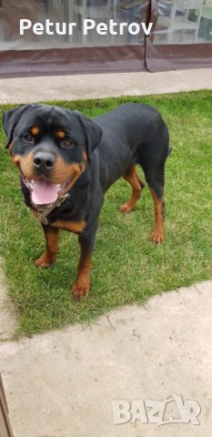 Ротвайлер  за разплод, снимка 5 - Ротвайлер - 19822243