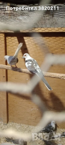 Продавам шарени диамантени гургулици., снимка 4 - Гълъби - 54198080