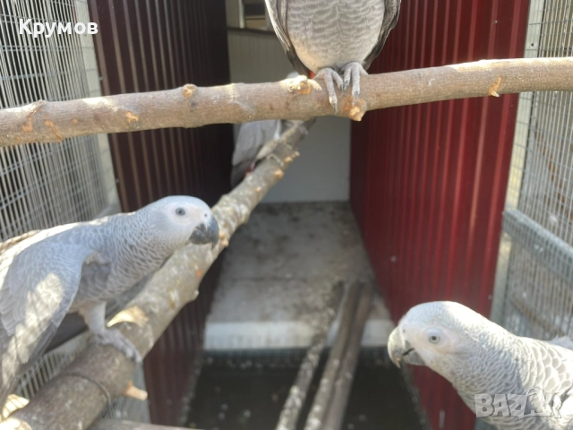  Продавам папагали Жако (African Grey Parrot), снимка 4 - Папагали - 51531679