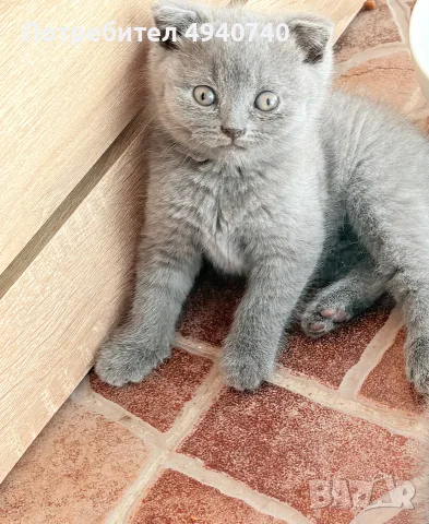 британски котки