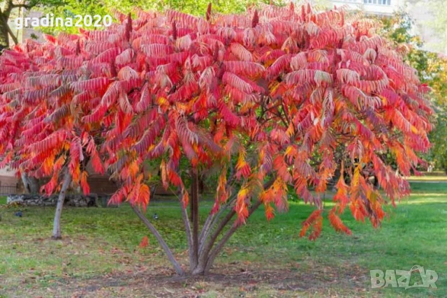 Рустифина, снимка 7 - Разсади - 50760367