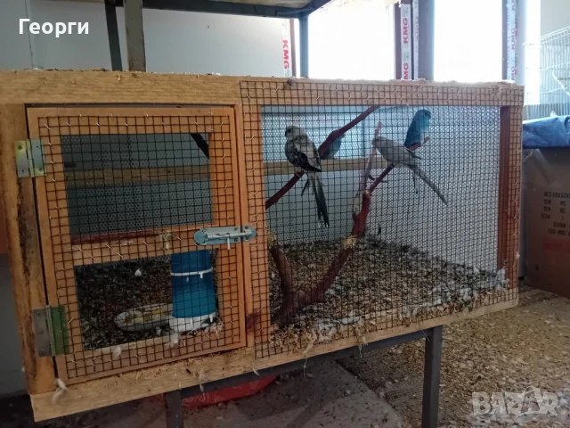 Розели,пойни папагали, млади и работни  двойки, снимка 5 - Папагали - 51076876