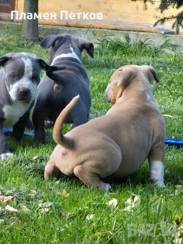 Американско були , снимка 8 - Питбул - 54315310