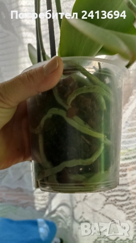 Phal.Rainbow орхидея фаленоосис Дъга, снимка 4 - Стайни растения - 52824365