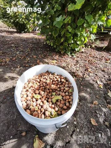 Български лешник с черупка , снимка 4 - Домашни продукти - 56368394