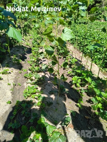 Топола , снимка 5 - Разсади - 51790990