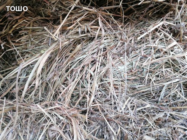 Бали трева. овесена слама със зърно , снимка 3 - Крави - 35093166