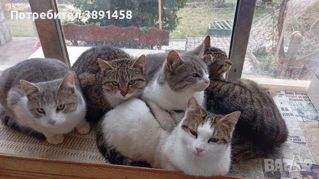 Подаряваме котета