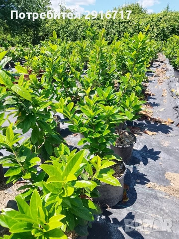 Лавровишна Новита , снимка 3 - Градински цветя и растения - 53881772