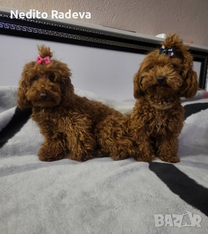 Той-teacup пудел , снимка 3 - Търси партньор - 52806986