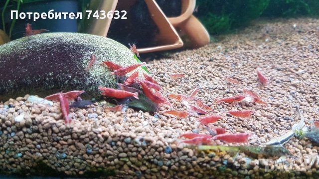 Скарида NEOCARIDINA HETEROPODA VAR. RED, снимка 2 - Рибки - 34286347