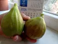 Смокини разсад в кофичка., снимка 2