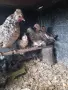 продавам патета и пиленца джинка, снимка 7
