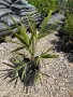 Палми трахикарпус , снимка 1