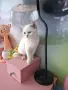 Британски момичета и момчета, снимка 7