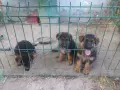 немски овчарки на 2 месеца, снимка 5