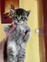 Британски късокосмести, снимка 6