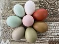 Разноцветни домашни яйца от различни породи кокошки за консумация и люпене, снимка 1