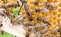 Пчелни семейства , снимка 1 - Други животни - 44352673