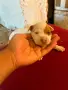 ПИТБУЛИ БЕБЕТА Rednose , снимка 2