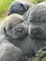 Продавам Кане Корсо , снимка 4