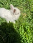 Просавам Декоративни Зайчета , снимка 8