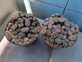 Живи камъчета - Lithops, снимка 1