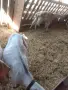 Продава се коза и пърч и яре, снимка 6