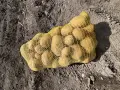 Домашни Картофи Сорая  , снимка 5