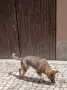 Малки немски овчарки!, снимка 9