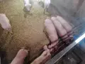 продавам малки прасета, снимка 5