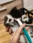 Подарявам малко сладко кате, снимка 5