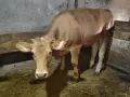 Крава Джарсе Заплодена и юница, снимка 3