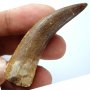 Фосилен зъб на Плезиозавър Zafarasaura Oceanis - Късна Креда (66 - 105.5 Ма), снимка 4