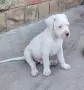 Кученца Дого Аржетино, снимка 8