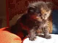 Сибирско коте, момиче, цвят костенурка, сибирка, котенце, котка , снимка 5