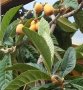 Японска мушмула , снимка 9