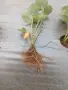 Предлагам разсад ягоди сорт Априка, снимка 4