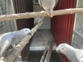  Продавам папагали Жако (African Grey Parrot), снимка 4