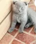 британски котки, снимка 1
