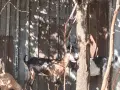 Продавам кози и ярета , снимка 6