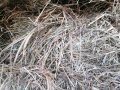 Бали трева. овесена слама със зърно , снимка 3