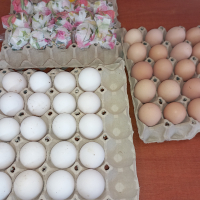 Предлагам разплодни яйца от Бял легхорн., снимка 1 - Кокошки и пуйки - 44559631