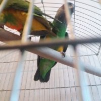 Сенегалски папагали-чифт, снимка 5 - Папагали - 42103487