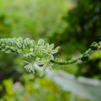 Бременен лук, албука, орнитогалум (Albuca bracteata (syn.: Ornithogalum longibracteatum)), снимка 3 - Стайни растения - 36570496
